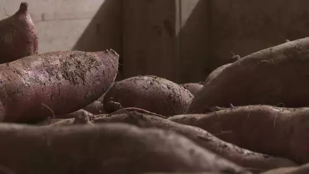 Changement climatique : la pari de la patate douce, plante des pays chauds, dans les Hauts-de-France