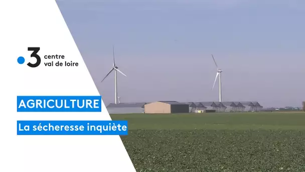 Agriculture : lutte contre la sécheresse des terres, certaines variétés de céréales résistent