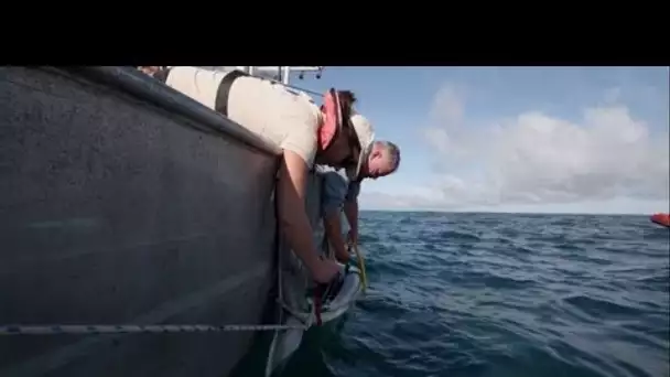 Littoral: Le mystère du requin-taupe en Bretagne