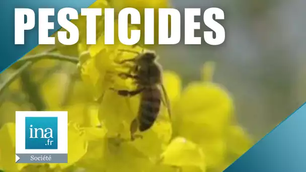 Des abeilles désorientées par un puissant pesticide | Archive INA