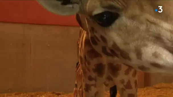 un bébé girafon né en Normandie