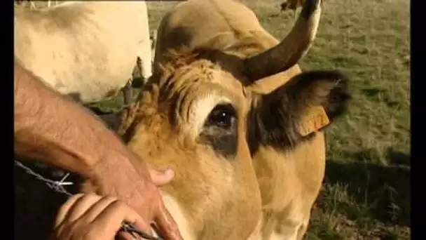 Grandeur Nature - La vache Aubrac - Documentaire animalier