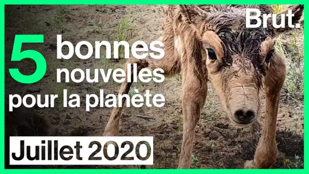 5 bonnes nouvelles pour la planète