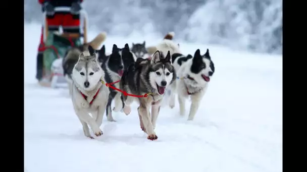 Une journée à la Pierre Saint Martin (64), chiens de traineaux, fromage local  et glisse Handiski