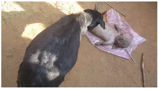 UNE CHÈVRE DONNE NAISSANCE A UN BÉBÉ HUMAIN !!