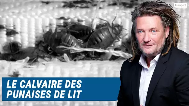 Olivier Delacroix (Libre antenne) - Les punaises de lit pourrissent la vie de Dominique