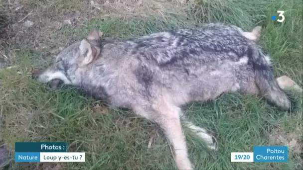 Un loup retrouvé mort à Lathus Saint-Rémy dans la Vienne