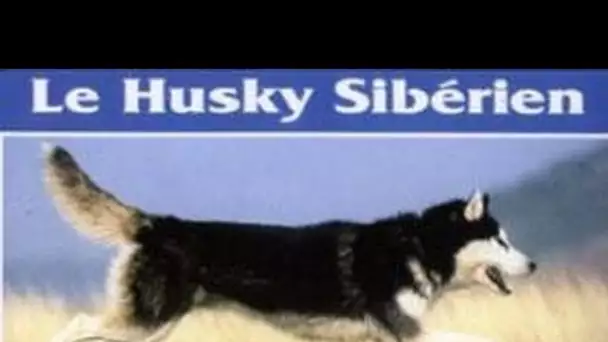 Le husky sibérien : Origine, personnalité, aptitudes, éducation, santé, hygiène, choix du chiot