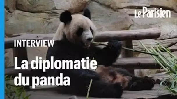 La « diplomatie du panda », l’outil de communication qui sert les intérêts chinois depuis 1940
