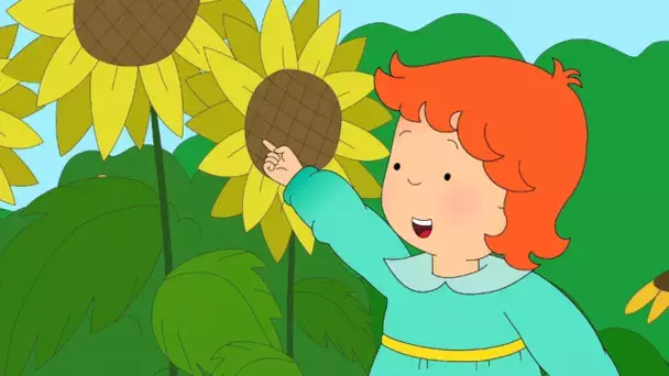 La Fleur Préférée de Rosie | Caillou | WildBrain Enfants