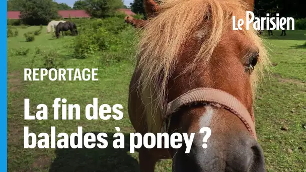 « Ils ont des conditions de vie que peu d'équidés ont» : comment vivent les poneys des parcs par