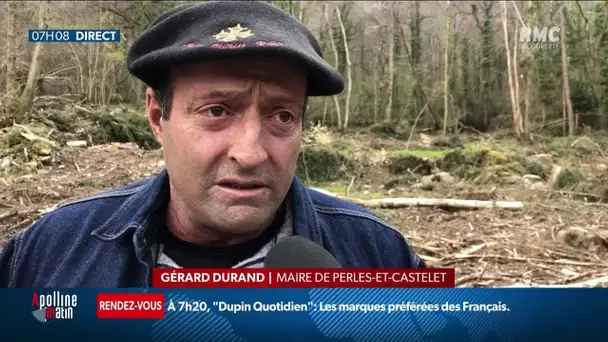 Des chênes centenaires abattus et volés dans une forêt des Pyrénées