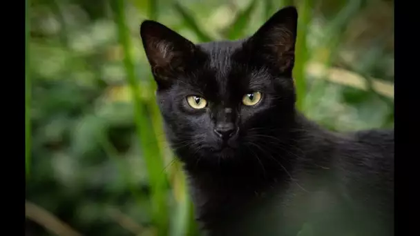 Seine-et-Marne : Une chatte de quatre ans décapitée, ses maîtres veulent porter plainte