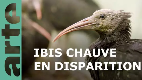 Pour l'amour des oiseaux | GEO Reportage - ARTE