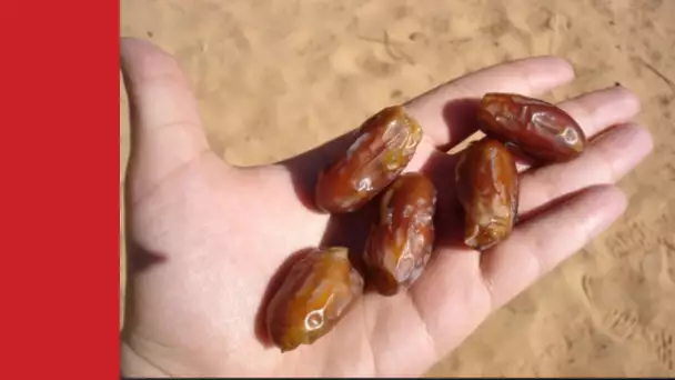 Vous N&#039;allez Pas Croire: La datte est le fruit le plus sain du monde traitant de nombreuses maladies