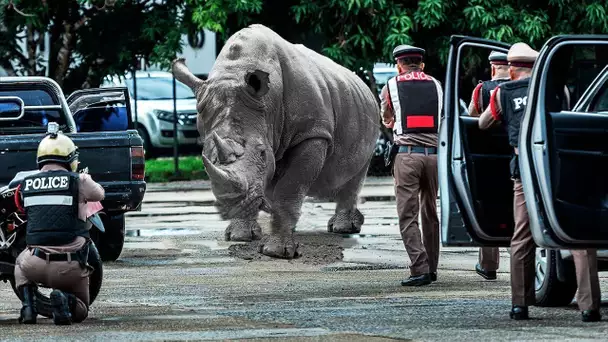 Animaux sauvages qui se sont échappés d'un Zoo F