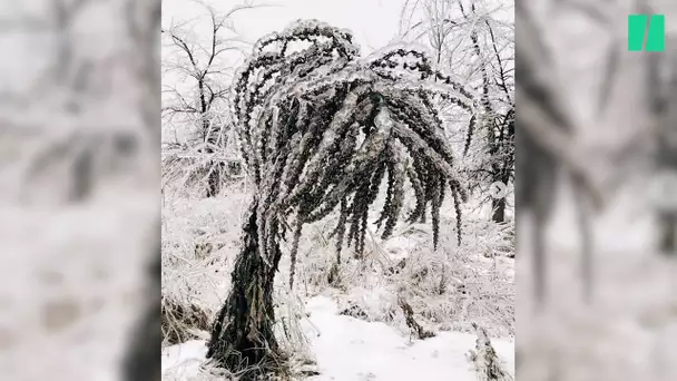 En Roumanie, les arbres enveloppés dans la glace sont féeriques