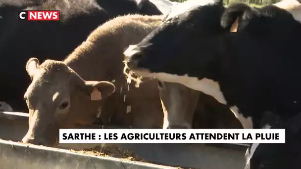 Sarthe : les agriculteurs attendent la pluie