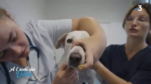 A l'école des vétos - Rencontre avec Cali, un jeune labrador blanc