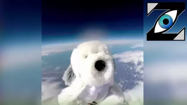 [Zap Net] Un chien envoyé dans la stratosphère ! (27/10/21)