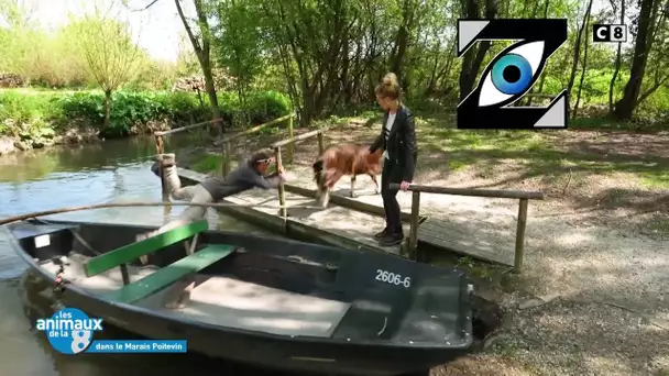 [Zap Télé] Une chute mémorable depuis une barque dans Les animaux de la 8 (05/06/23)
