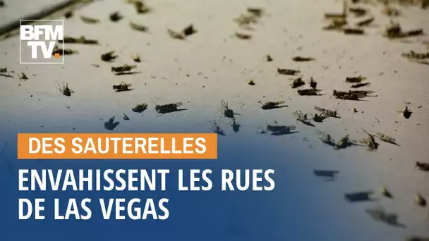 L'impressionnante invasion de sauterelles dans les rues de Las Vegas