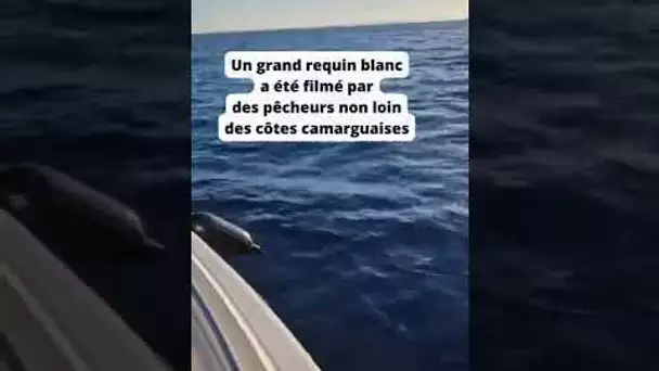 Un grand requin blanc filmé par des pêcheurs près des côtes de Camargue