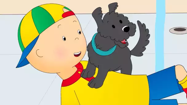 Caillou et le Chien | Caillou en Français