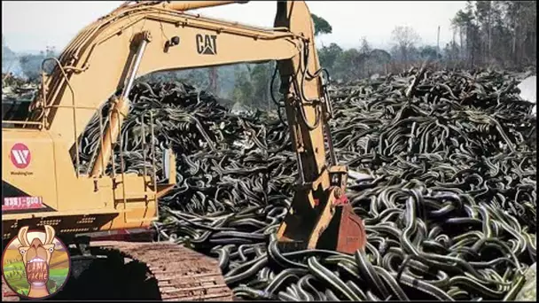 Voici le plus grand nid de serpents au monde … Ce lieu interdit contient des millions de serpents!