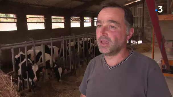 Hautes-Pyrénées : la maladie de la langue bleue est de retour, les éleveurs en difficulté