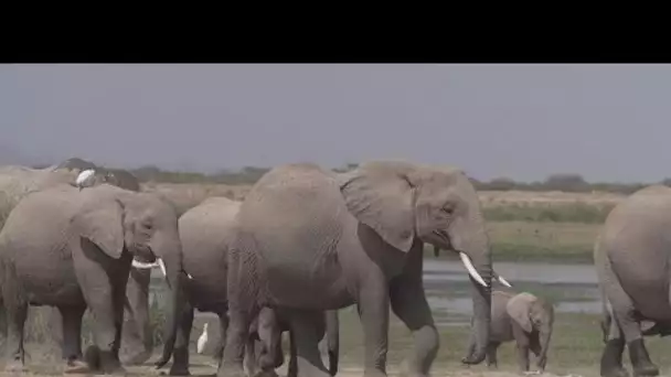 Au Kenya, la population d'éléphants a doublé en 30 ans