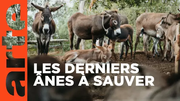 Monténégro, pour l’amour des ânes | 360° Reportage | ARTE Family