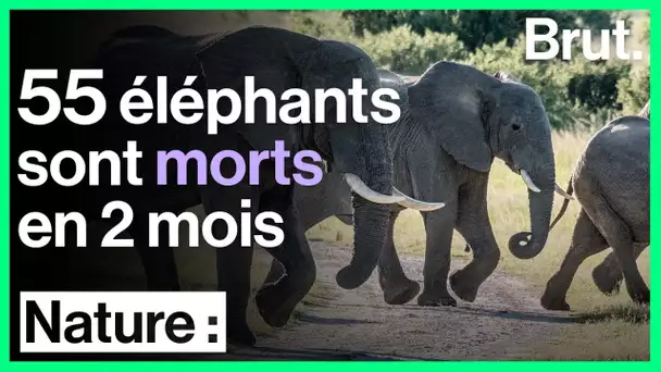 Zimbabwe : plusieurs dizaines d'éléphants retrouvés morts