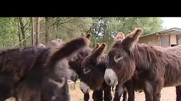 Les coulisses du parc de La Haute Touche à Obterre (36)