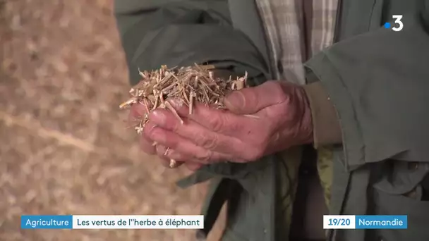 L'herbe à éléphant, nouveau chauffage écolo