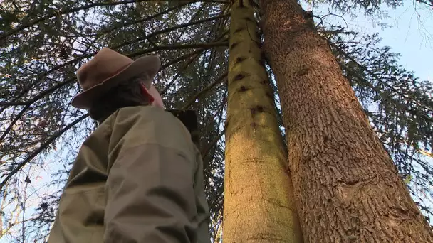 Bourgogne Franche-Comté : les "arbres amoureux" (Yonne) sélectionnés pour l'arbre de l'année 2020