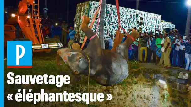 Un éléphant tombé dans un puits de 20 mètres sauvé à l’aide d’un grue en Inde