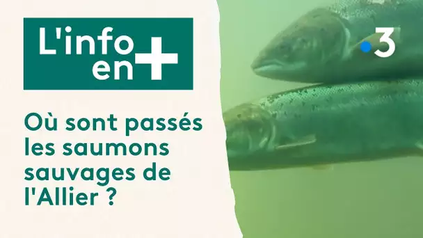 L'info en plus - Où sont passés les saumons sauvages de l'Allier ?