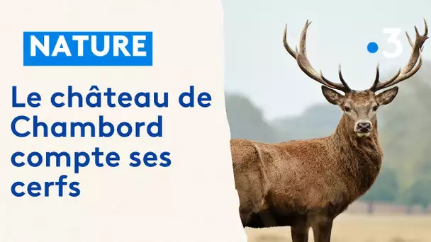 Le château de Chambord compte ses cerfs