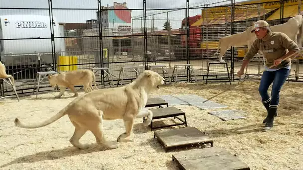 Lions, crocodiles : dompteurs d'animaux sauvages, un des métiers les plus dangereux au monde