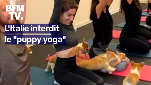 L'Italie interdit le "puppy yoga" pour le bien-être des chiots