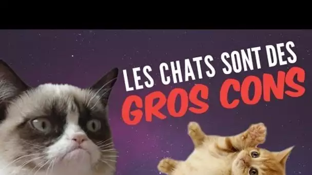 9 preuves que les chats sont des GROS CONS (qui nous veulent du mal)