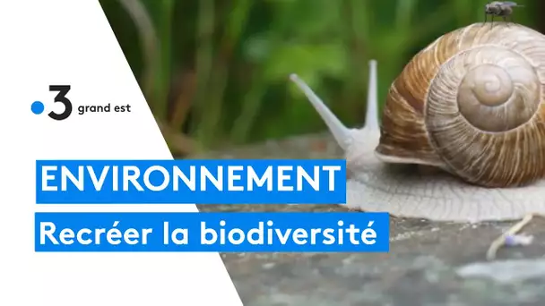 Environnement : recréer la biodiversité