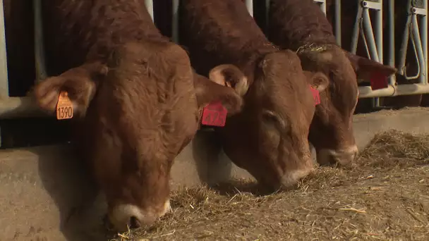 Guerre en Ukraine : les exportateurs de vaches limousines en difficulté