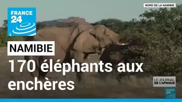 Namibie : la vente de 170 éléphants aux enchères fait polémique • FRANCE 24