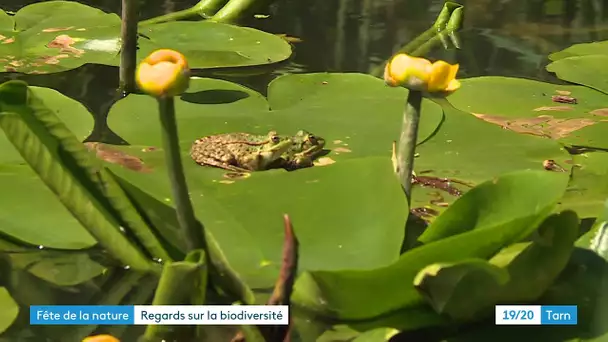 Tout savoir sur les grenouilles grâce à la journée nature à Albi dans le Tarn