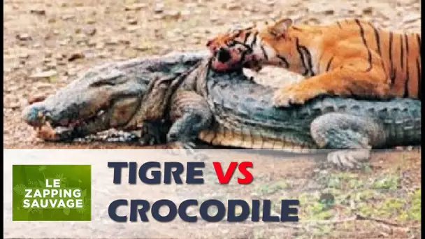 Tigre VS crocodile - ZAPPING SAUVAGE 59