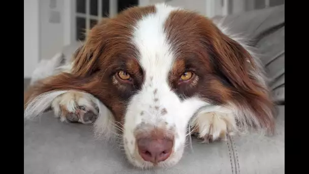 Le berger australien, le chien à la mode en Normandie et ailleurs (feuilleton) 1/4