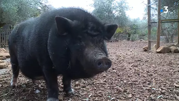 Saint-Cézaire-sur-Siagne : l'appel au secours d'une ferme pédagogique