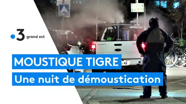 Moustique tigre : une opération de démoustication organisée après un cas de dengue à Strasbourg